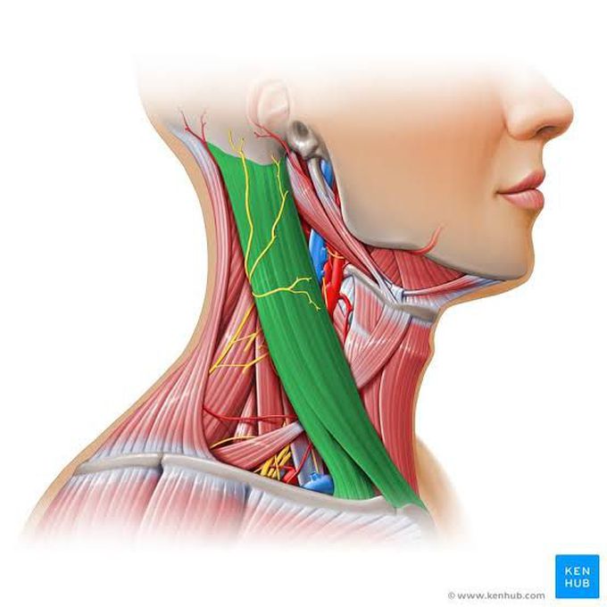 Sternocleidomastoid muscle