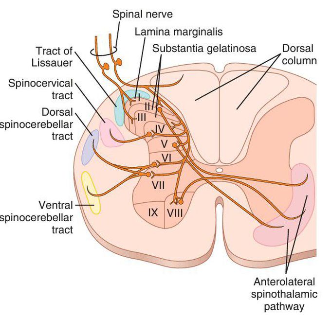 Cross section of the spinal cord