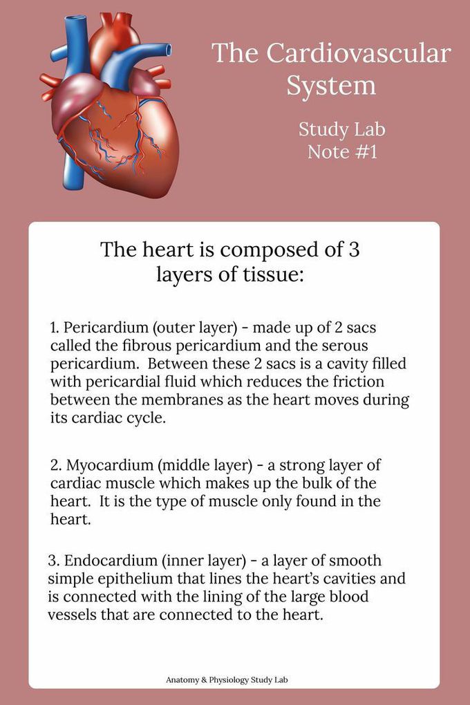 CARDIOVASCULAR SYSTEM