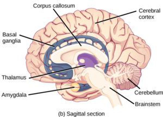 Which part of the brain develops last in adolescence