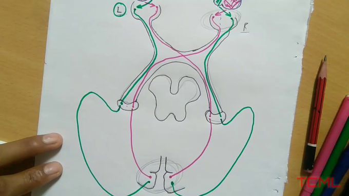 Visual Pathway , PART - 2/4