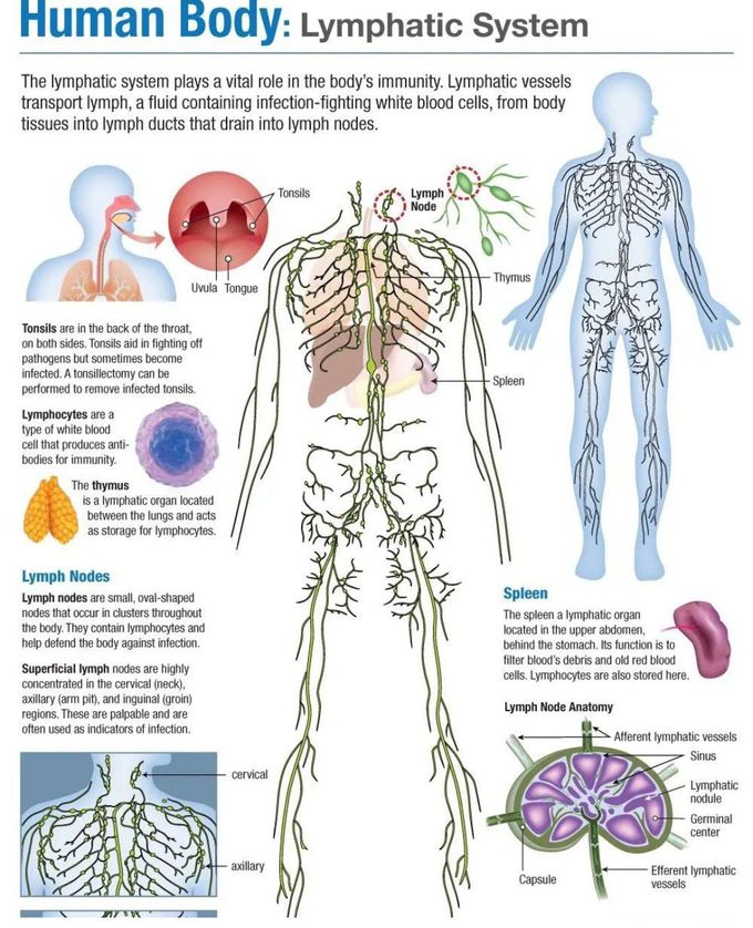 Lymphatic System