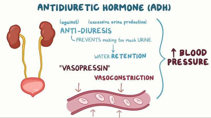 Antidiuretic hormone (ADH)