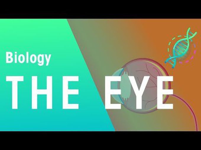 Special senses:
The Physiology of Eye