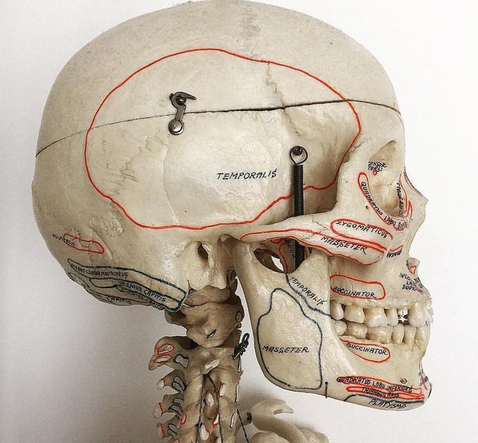 Places of facial muscles 💀