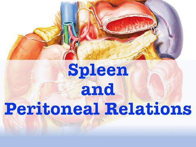 Peritoneal relations of Spleen