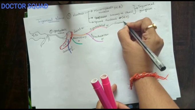 TRIGEMINAL NERVE|| (5TH CRANIAL NERVE)||