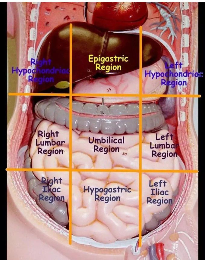 Quadrants of the Abdomen