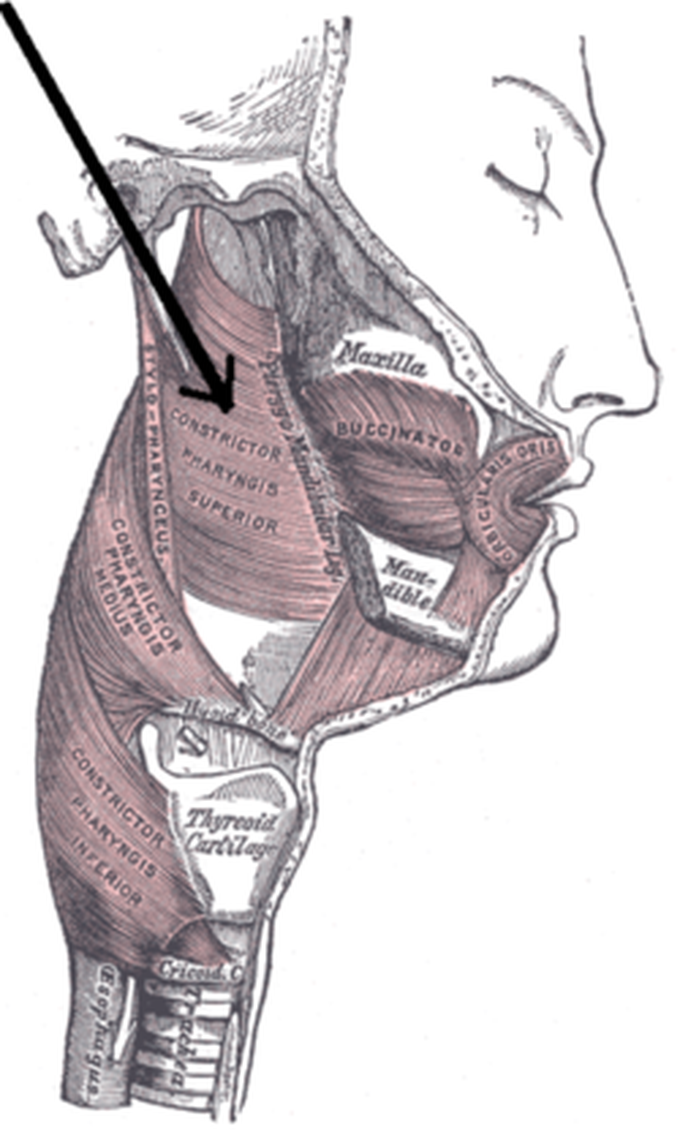 Constrictor muscle