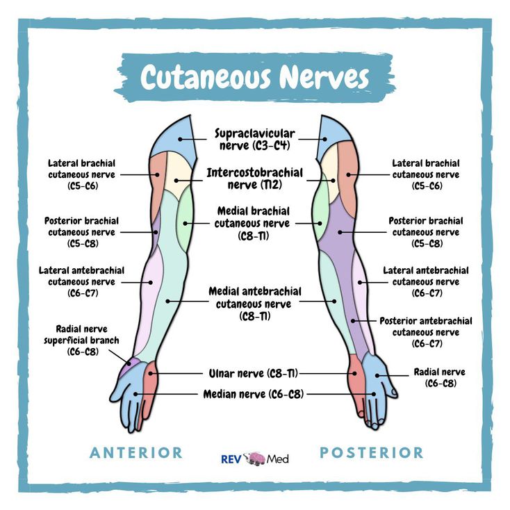 Cutaneous Nerves Upper Limb Anatomy Medizzy