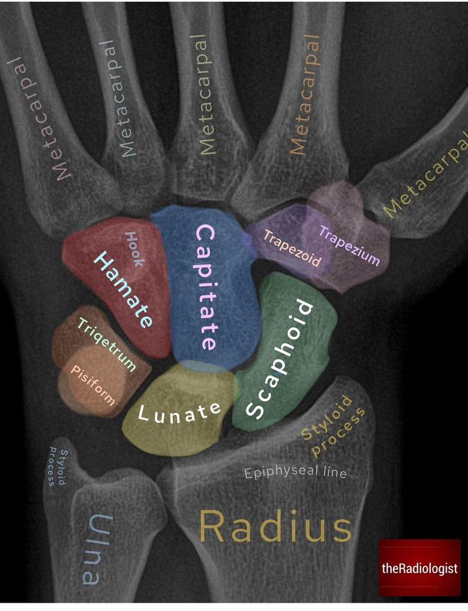 Upper Limb Anatomy II