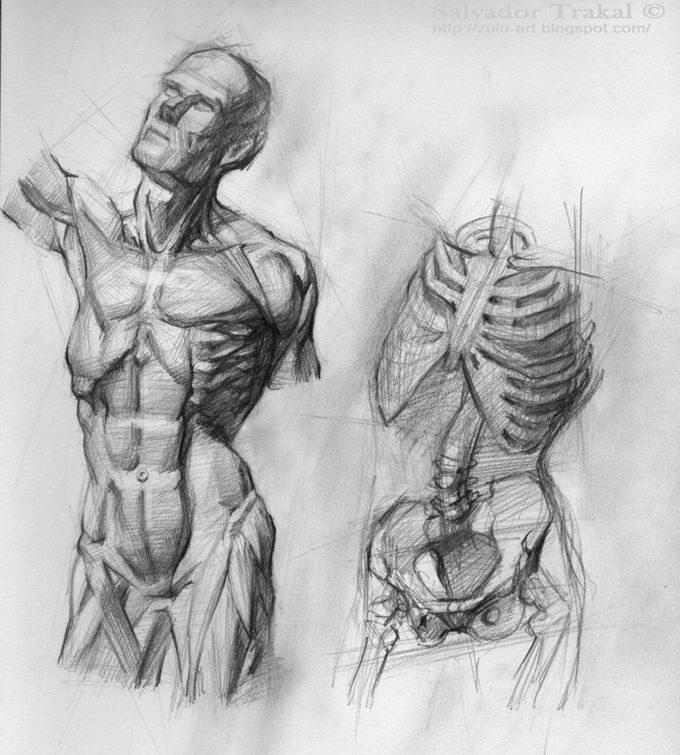 What's the best way to study human anatomy?