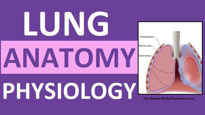 Lung Anatomy and Physiology