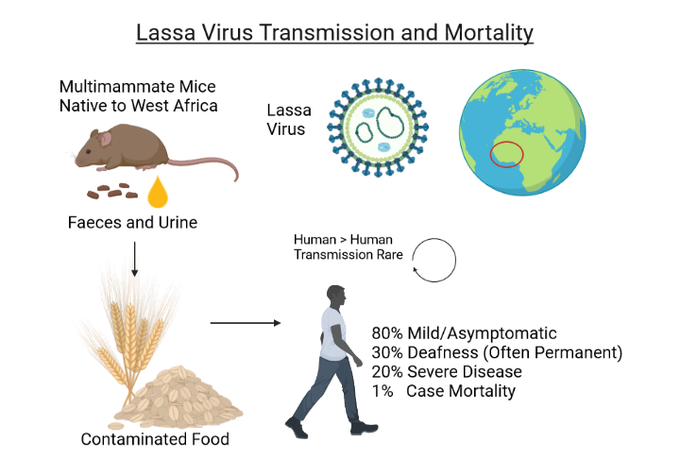 Cause of Lassa fever