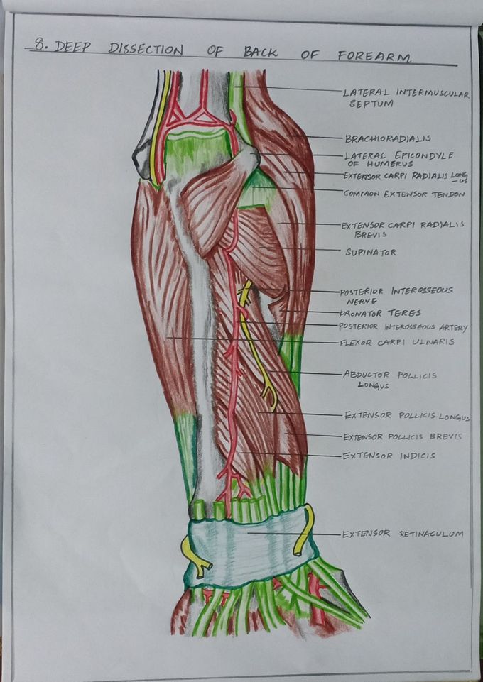 Deep dissection of front of forearm