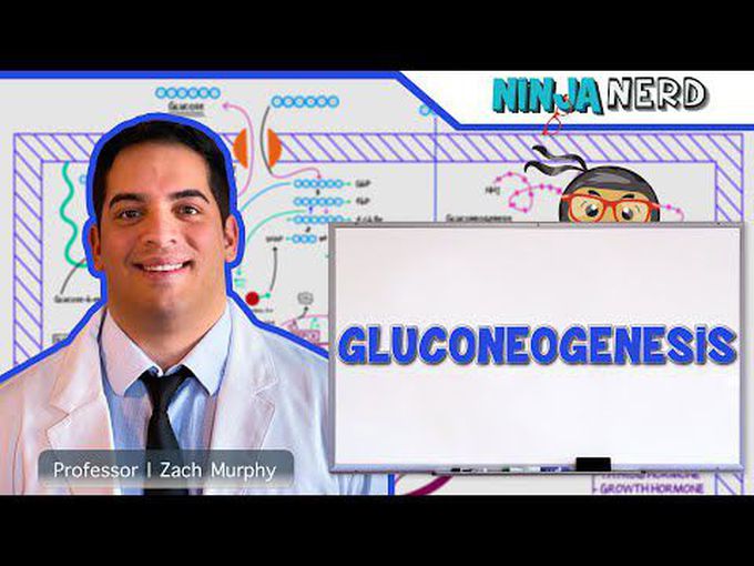 Gluconeogenesis (detailed)