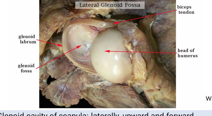 Shoulder joint.-view