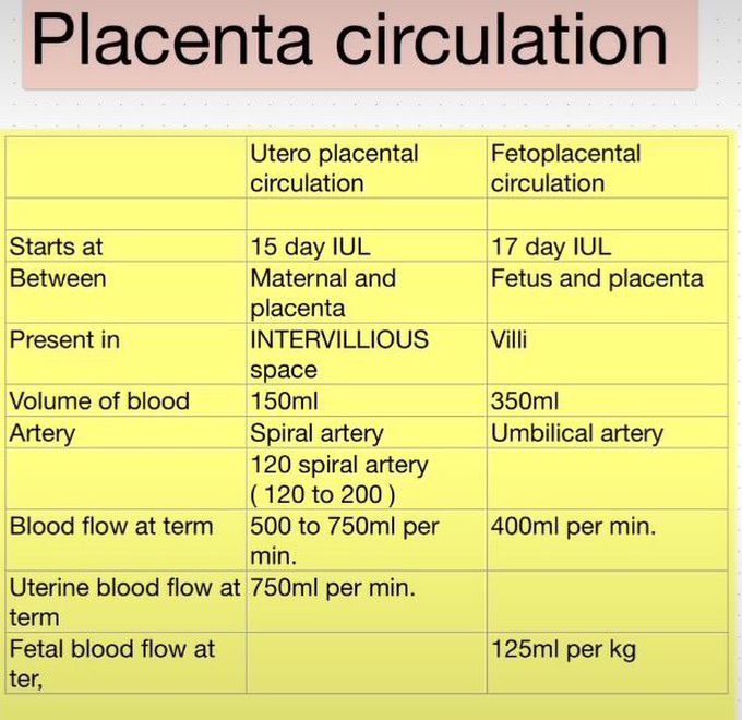 Placental Circulation - MEDizzy