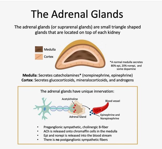 The Adrenal Glands