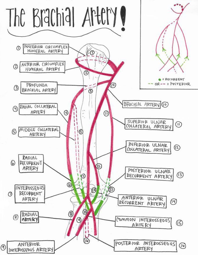 Brachial artery