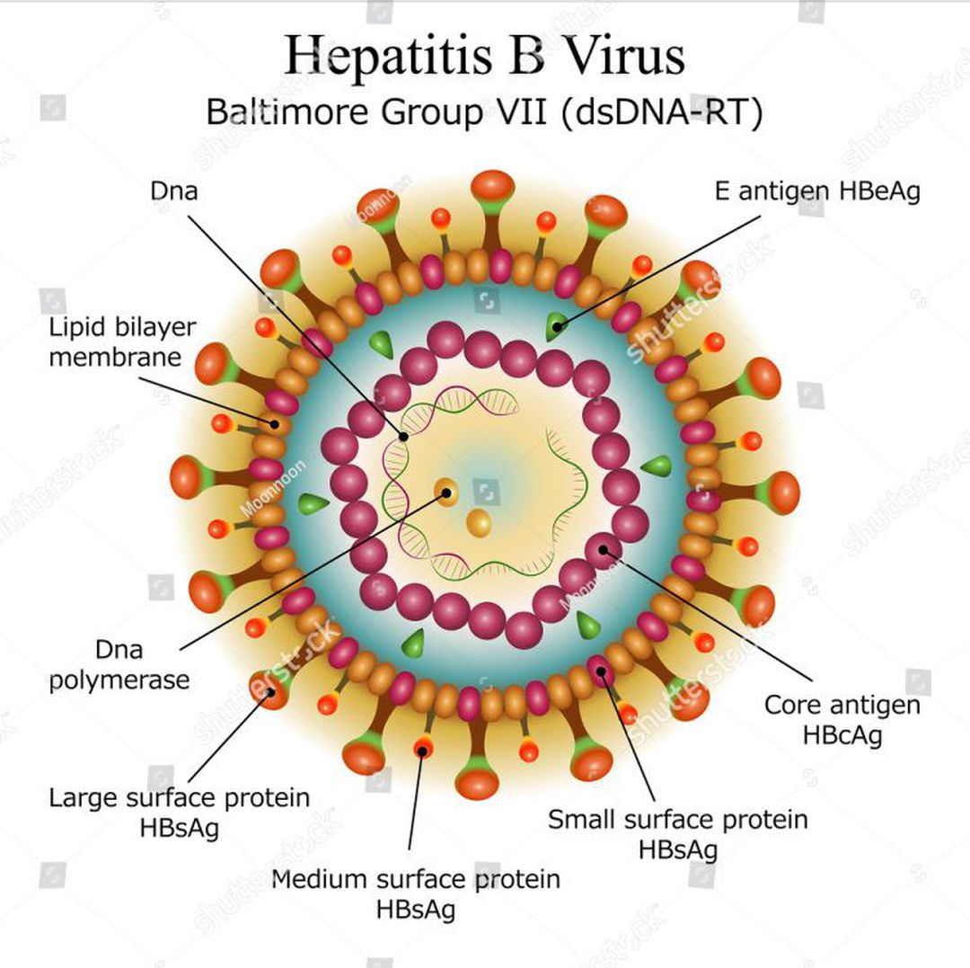 Hepatitis B Virus - MEDizzy