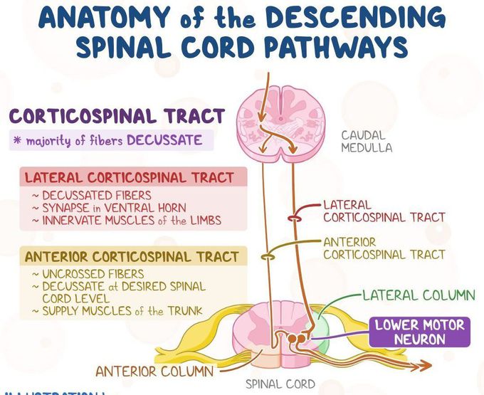 Anatomy of the Descending SC Pathway