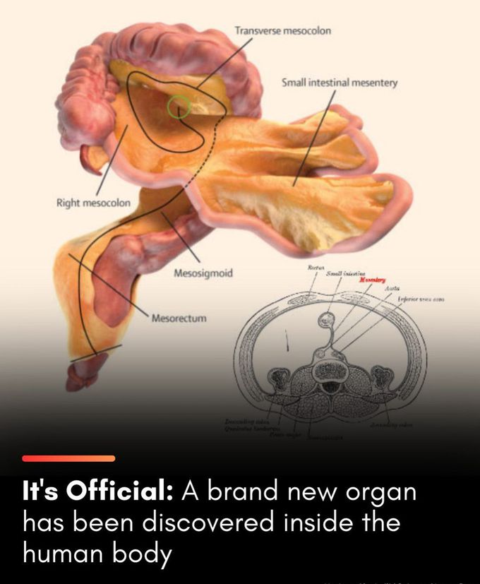 A New Organ has been Discovered