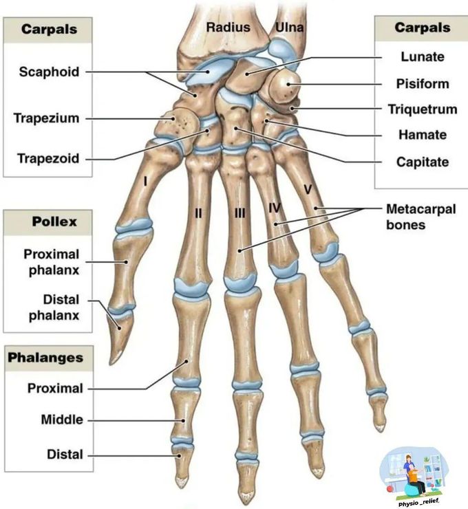 Hand Anatomy