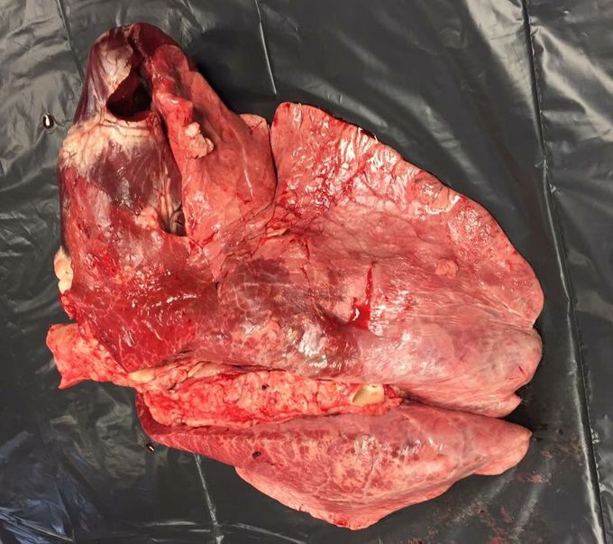 Cow Heart and Lungs