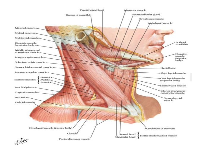 Triangle of neck