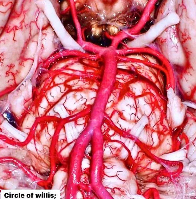 neurosurgery