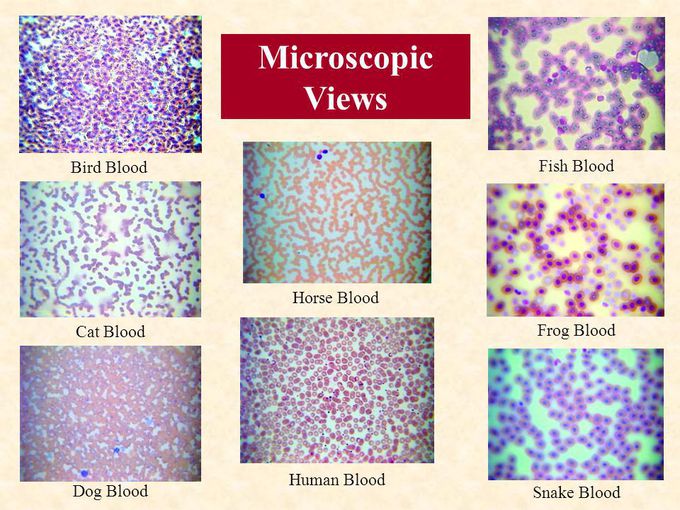 Microscopic view