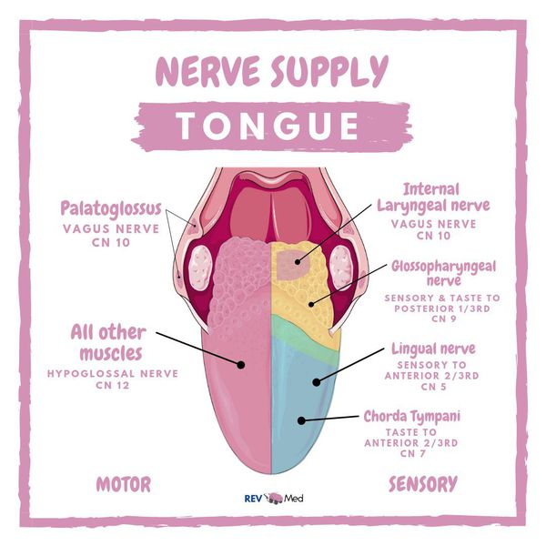 The Tongue & it's Innervation!