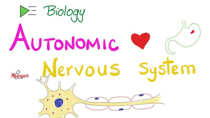 Autonomic Nervous System | Sympathetic vs Parasympathetic