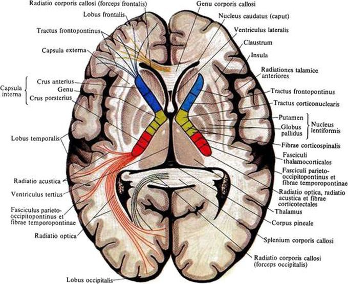 Human brain