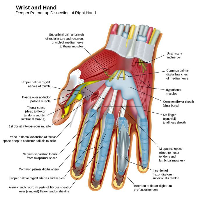 Anatomy of the hand.😍😍🌹🌹