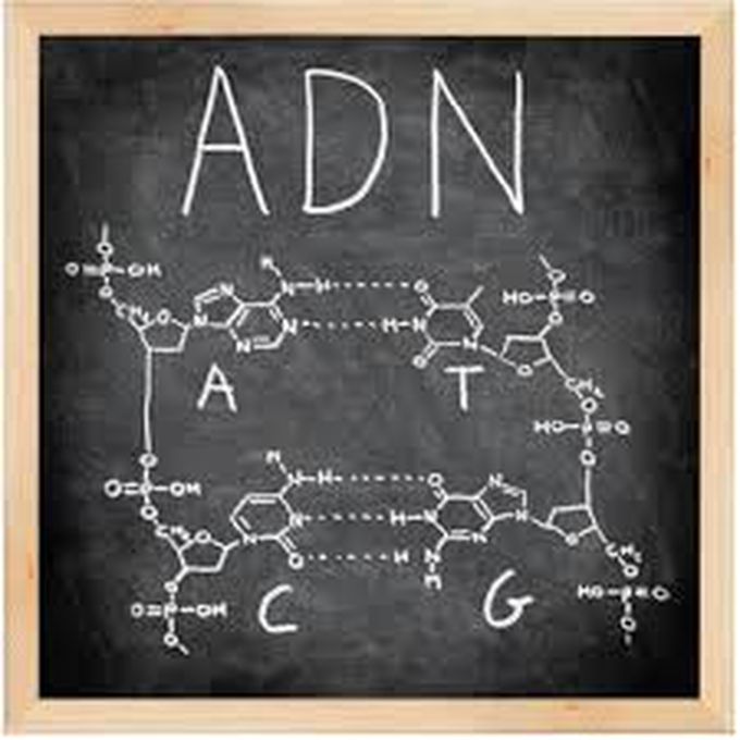 DNA