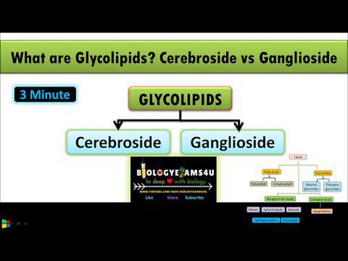 Cerebrosides Vs Gangliosides