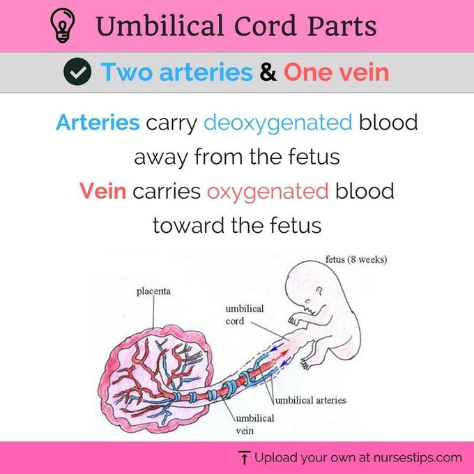 Umbilical cord