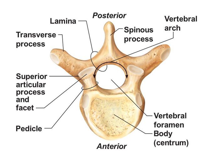 Vertebral Column