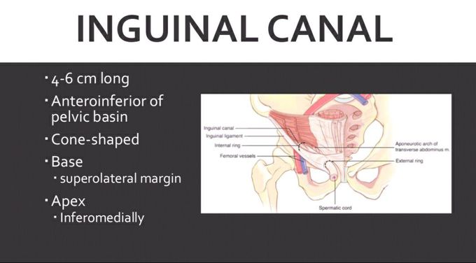 Inguinal Canal