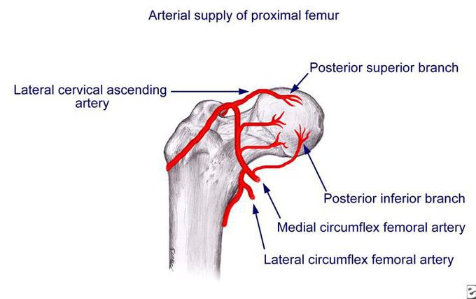 This is how blood supply of femoral head looks like!