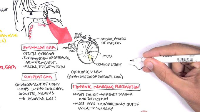 Anatomy of the Middle Ear
