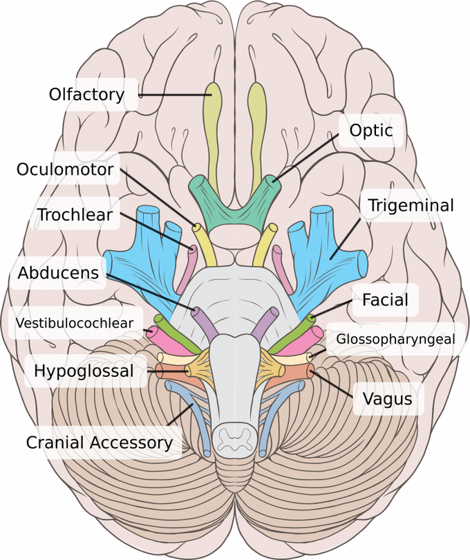 This is how nerve supply of brain looks like!