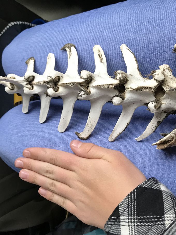 Any clue what this is?