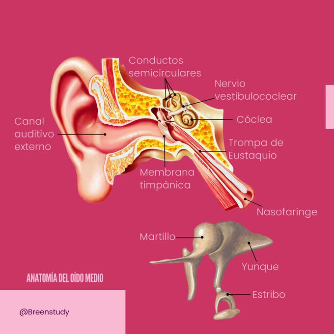 Anatomía del oído medio