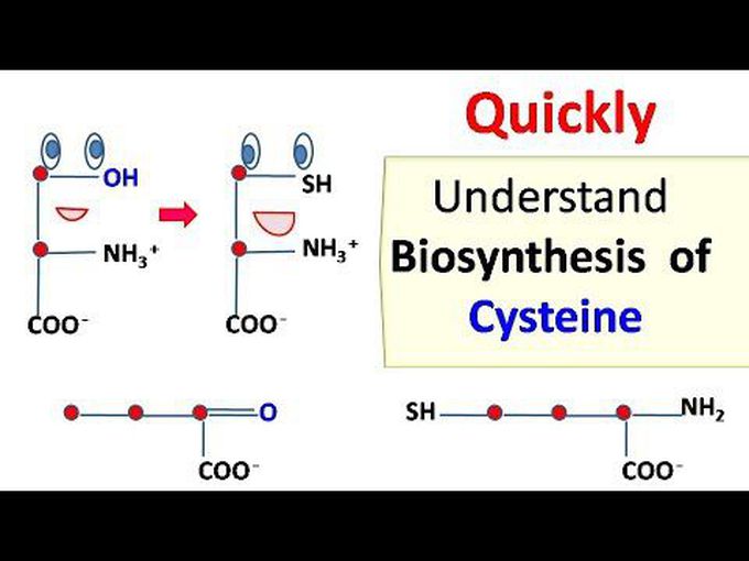 Cysteine biosynthesis