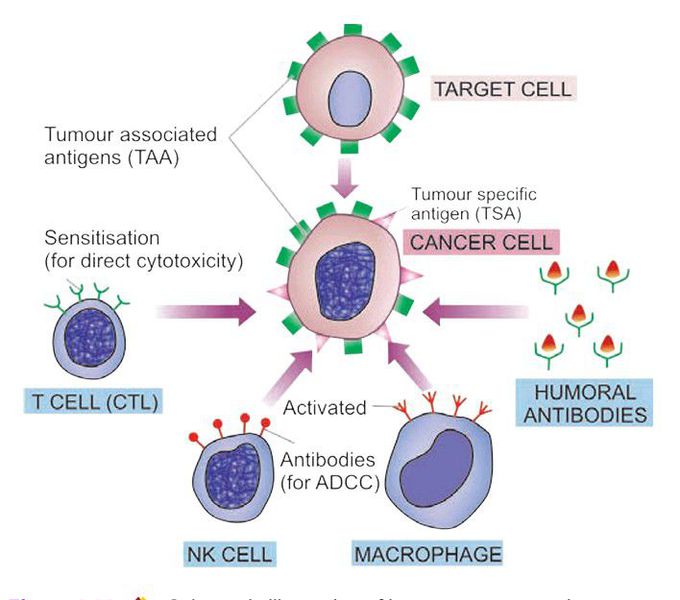 Immune responses in cancer