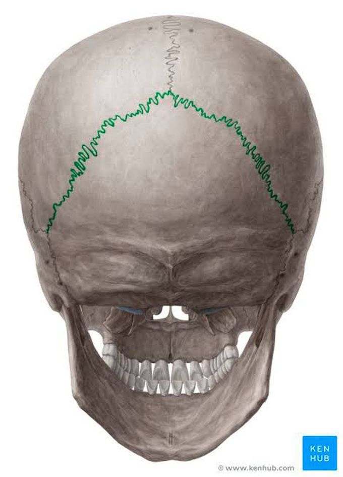 Function of skull suture
