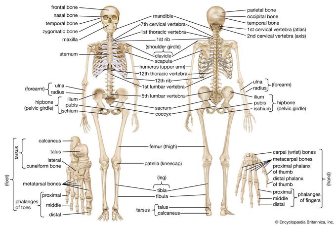 Anatomy